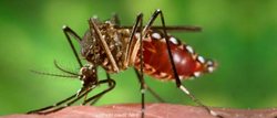 6 Ways to Naturally Repel Mosquitoes in Your Yard